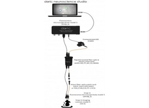 Basic Fluorescence Microscopy System - Deep Brain